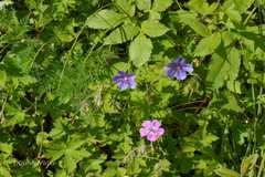 Geranium pratense